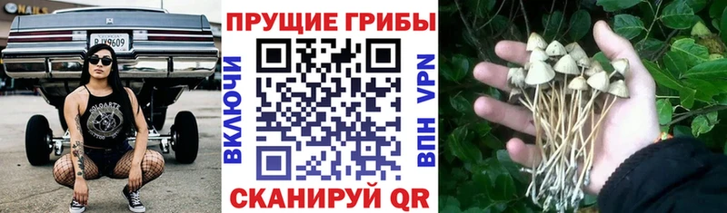 Псилоцибиновые грибы Cubensis  где можно купить наркотик  Черепаново 